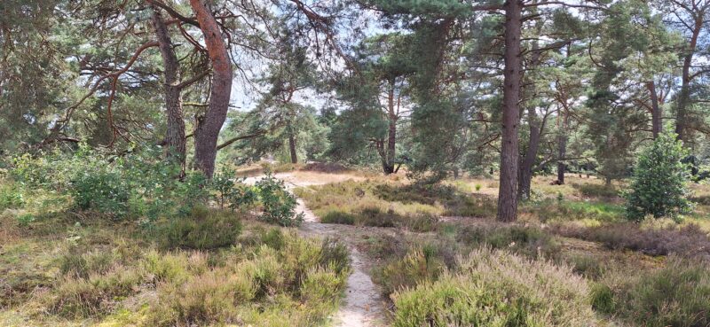 Kronkelend zandpad door heide en bomen in de Soesterduinen